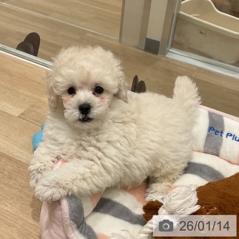 三重県のトイプードル(トイ) (ペットプラス 鈴鹿店/2025年11月10日生まれ/男の子/ホワイト)の子犬の4枚目の画像