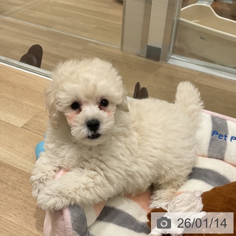 三重県のトイプードル(トイ) (ペットプラス 鈴鹿店/2025年11月10日生まれ/男の子/ホワイト)の子犬の3枚目の画像