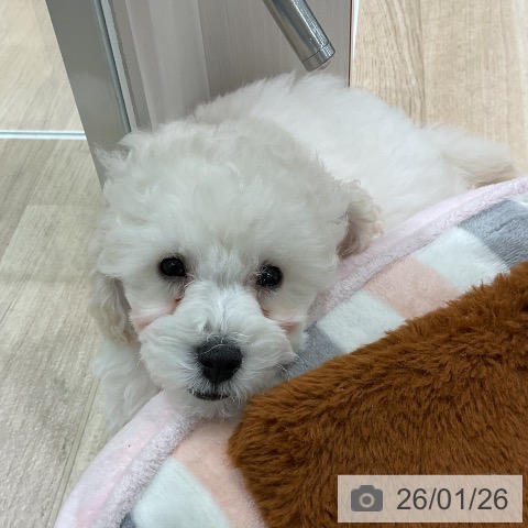 三重県のトイプードル(トイ) (ペットプラス 鈴鹿店/2025年11月10日生まれ/男の子/ホワイト)の子犬の3枚目の画像