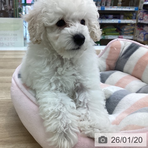 トイ・プードルの写真