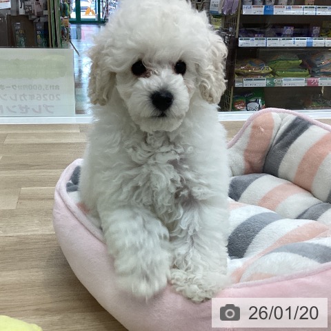 トイ・プードルの写真