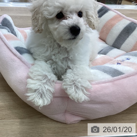 トイ・プードルの写真