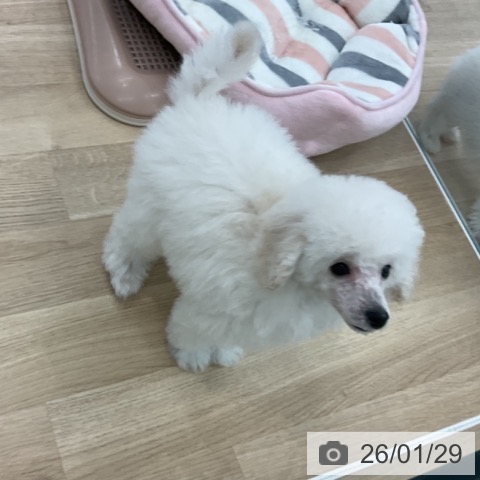 トイ・プードルの写真