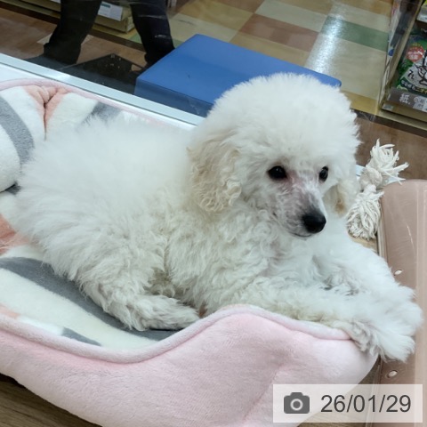 トイ・プードルの写真