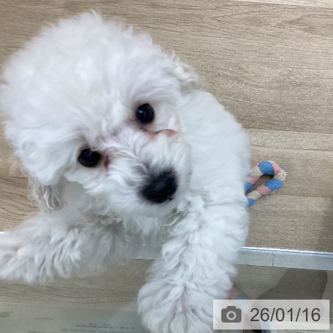 愛知県のトイプードル(トイ) (ペットプラス みなと店/2025年11月10日生まれ/男の子/ホワイト)の子犬の4枚目の画像