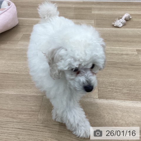 愛知県のトイプードル(トイ) (ペットプラス みなと店/2025年11月10日生まれ/男の子/ホワイト)の子犬の4枚目の画像