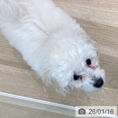 愛知県のトイプードル(トイ) (ペットプラス みなと店/2025年11月10日生まれ/男の子/ホワイト)の子犬の3枚目の画像