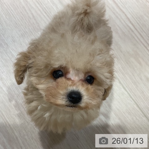 トイ・プードルの写真