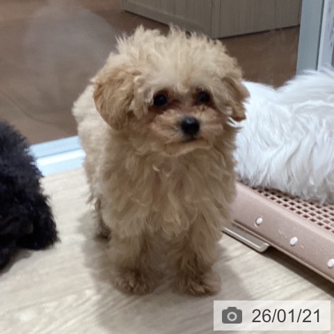 トイ・プードルの写真