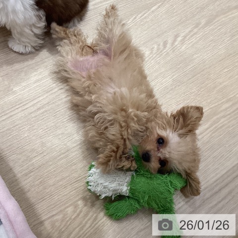 トイ・プードルの写真