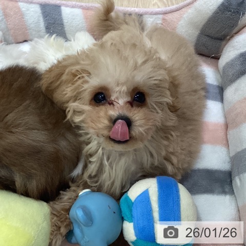 トイ・プードルの写真