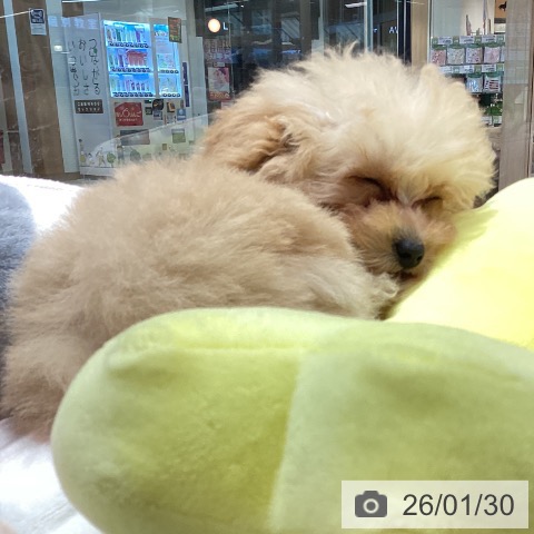 トイ・プードルの写真