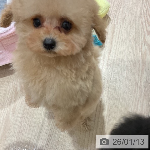 愛知県のトイプードル(トイ) (ペットプラス イオンモール長久手店/2025年11月1日生まれ/女の子/ペールフォーン)の子犬の4枚目の画像