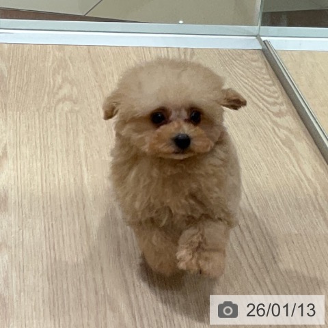 愛知県のトイプードル(トイ) (ペットプラス イオンモール長久手店/2025年11月1日生まれ/女の子/ペールフォーン)の子犬の3枚目の画像