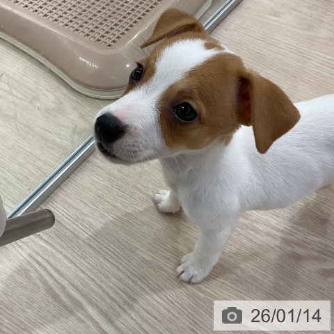 愛知県のジャックラッセルテリア (ペットプラス ナゴヤドーム前店/2025年11月10日生まれ/女の子/ホワイトタン)の子犬の4枚目の画像