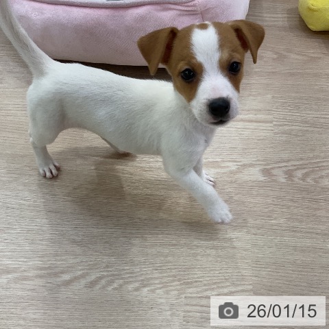 愛知県のジャックラッセルテリア (ペットプラス ナゴヤドーム前店/2025年11月10日生まれ/女の子/ホワイトタン)の子犬の3枚目の画像