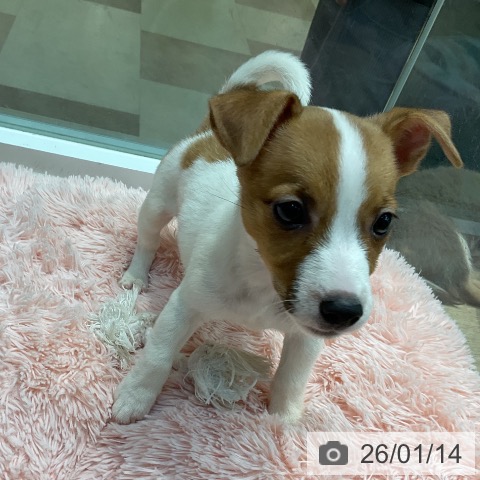 埼玉県のジャックラッセルテリア (ペットプラス ららぽーと新三郷店/2025年11月10日生まれ/女の子/ホワイトタン)の子犬の4枚目の画像