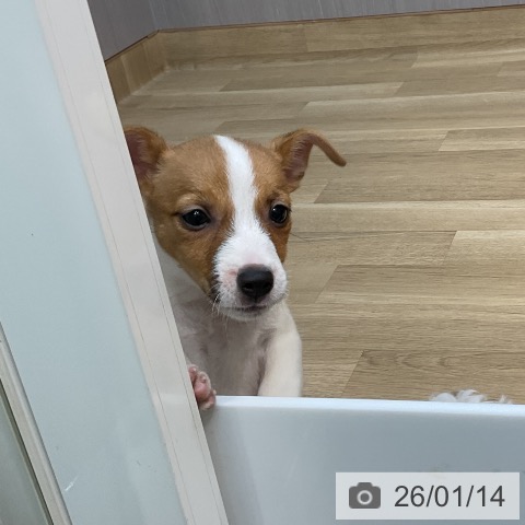 埼玉県のジャックラッセルテリア (ペットプラス ららぽーと新三郷店/2025年11月10日生まれ/女の子/ホワイトタン)の子犬の3枚目の画像