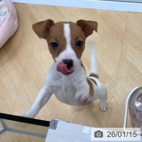 埼玉県のジャックラッセルテリア (ペットプラス 羽生店/2025年11月10日生まれ/女の子/ホワイトタン)の子犬の4枚目の画像