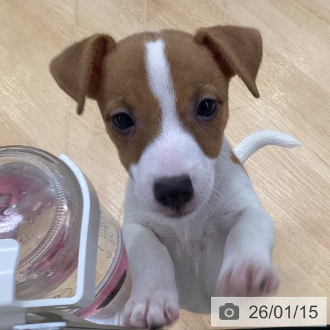 埼玉県のジャックラッセルテリア (ペットプラス 羽生店/2025年11月10日生まれ/女の子/ホワイトタン)の子犬の3枚目の画像