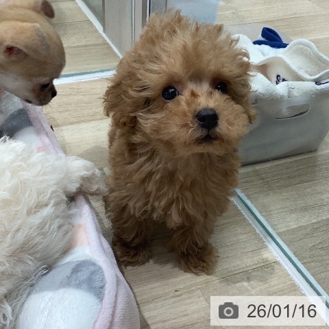 岐阜県のトイプードル(トイ) (ペットプラス 各務原店/2025年11月2日生まれ/男の子/オレンジフォーン)の子犬の4枚目の画像