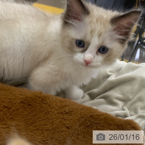 ラグドールの写真