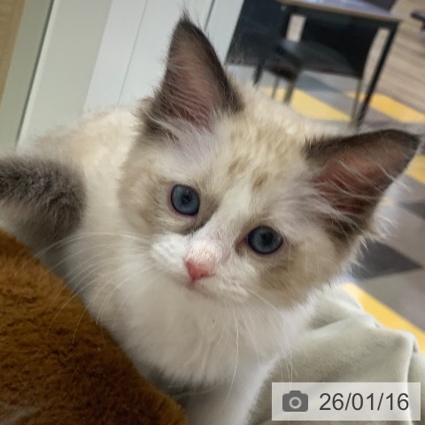 ラグドールの写真