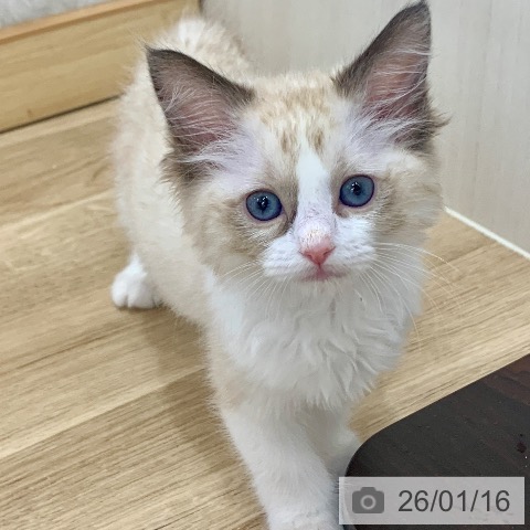 岐阜県のラグドール (ペットプラス 光ケ丘店/2025年11月11日生まれ/女の子/シールポイントバイカラー)の子猫の4枚目の画像