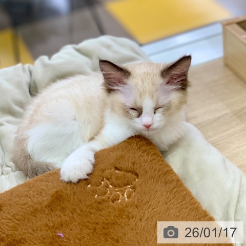 ラグドールの写真