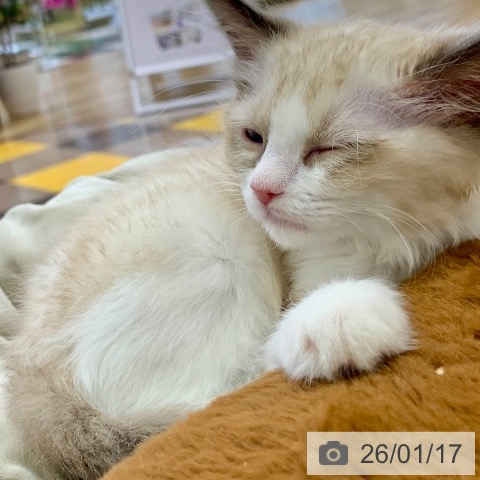 ラグドールの写真