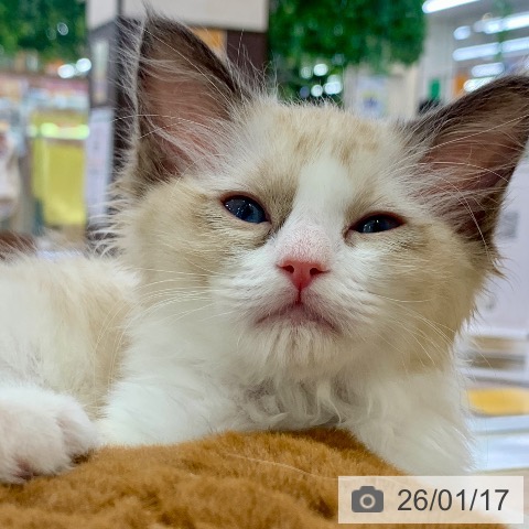 岐阜県のラグドール (ペットプラス 光ケ丘店/2025年11月11日生まれ/女の子/シールポイントバイカラー)の子猫の4枚目の画像