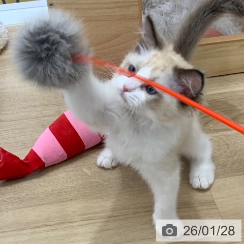 ラグドールの写真