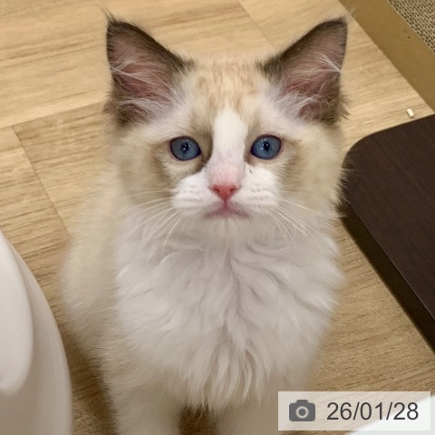 ラグドールの写真