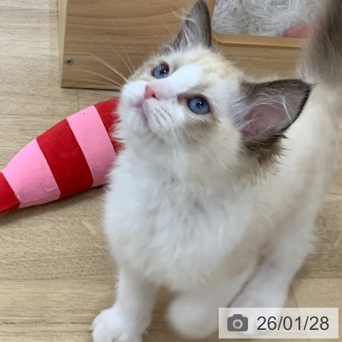 ラグドールの写真