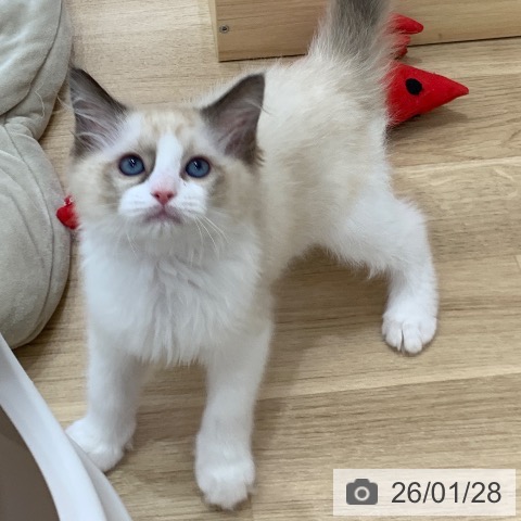 ラグドールの写真