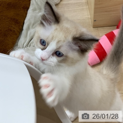 ラグドールの写真