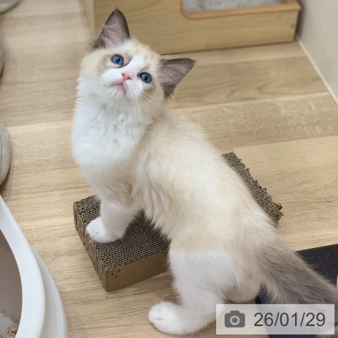 ラグドールの写真