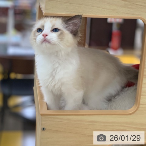 岐阜県のラグドール (ペットプラス 光ケ丘店/2025年11月11日生まれ/女の子/シールポイントバイカラー)の子猫の4枚目の画像