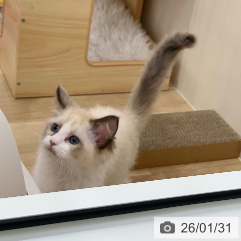 岐阜県のラグドール (ペットプラス 光ケ丘店/2025年11月11日生まれ/女の子/シールポイントバイカラー)の子猫の4枚目の画像