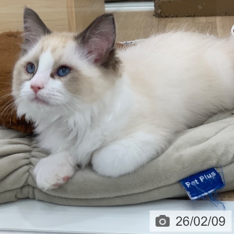 岐阜県のラグドール (ペットプラス 光ケ丘店/2025年11月11日生まれ/女の子/シールポイントバイカラー)の子猫の4枚目の画像