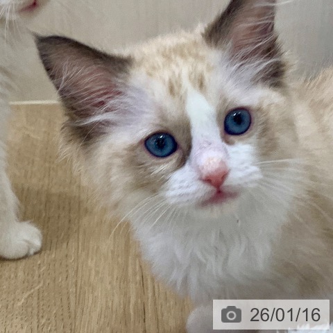 岐阜県のラグドール (ペットプラス 光ケ丘店/2025年11月11日生まれ/女の子/シールポイントバイカラー)の子猫の3枚目の画像