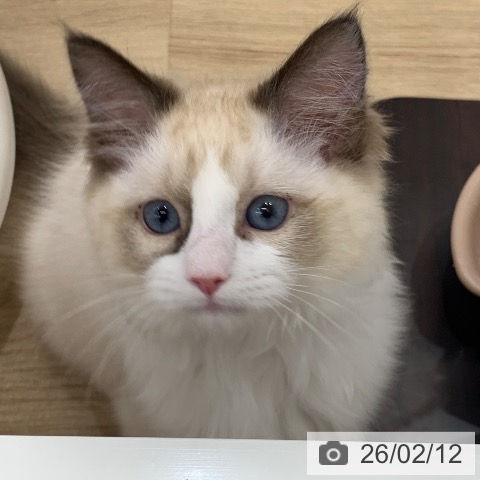 ラグドールの写真