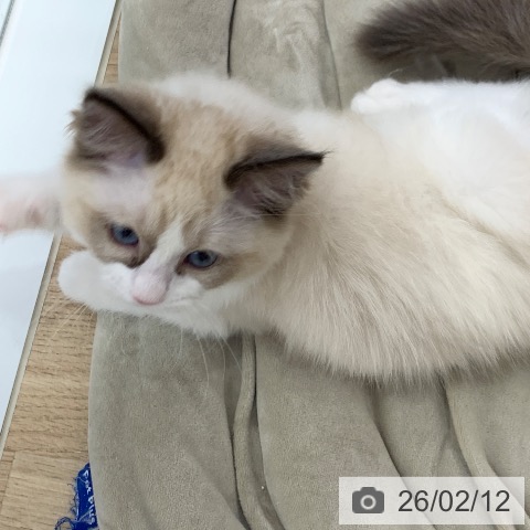 岐阜県のラグドール (ペットプラス 光ケ丘店/2025年11月11日生まれ/女の子/シールポイントバイカラー)の子猫の3枚目の画像