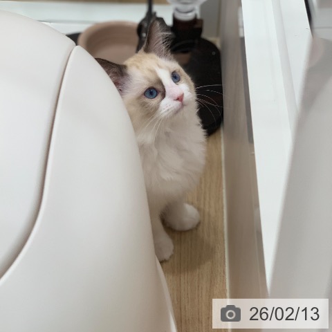 ラグドールの写真