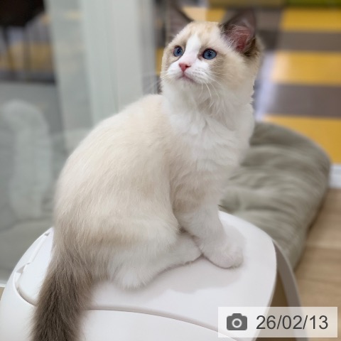 ラグドールの写真