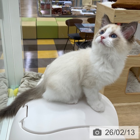 岐阜県のラグドール (ペットプラス 光ケ丘店/2025年11月11日生まれ/女の子/シールポイントバイカラー)の子猫の4枚目の画像