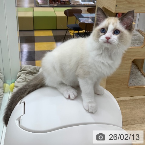 岐阜県のラグドール (ペットプラス 光ケ丘店/2025年11月11日生まれ/女の子/シールポイントバイカラー)の子猫の3枚目の画像