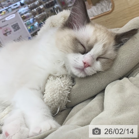 岐阜県のラグドール (ペットプラス 光ケ丘店/2025年11月11日生まれ/女の子/シールポイントバイカラー)の子猫の3枚目の画像