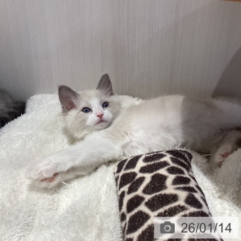 岐阜県のラグドール (ペットプラス 各務原店/2025年11月11日生まれ/女の子/ブルーポイントバイカラー)の子猫の4枚目の画像