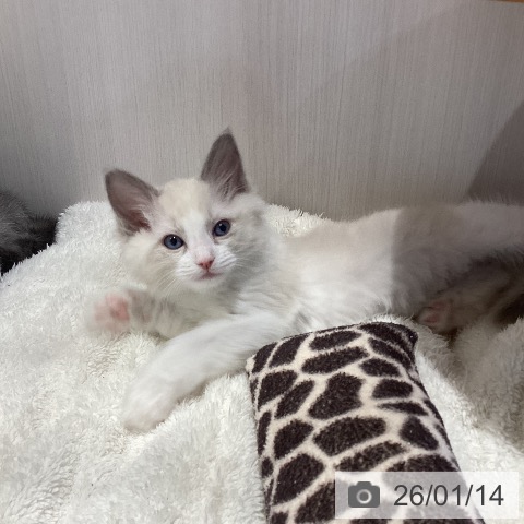 岐阜県のラグドール (ペットプラス 各務原店/2025年11月11日生まれ/女の子/ブルーポイントバイカラー)の子猫の3枚目の画像